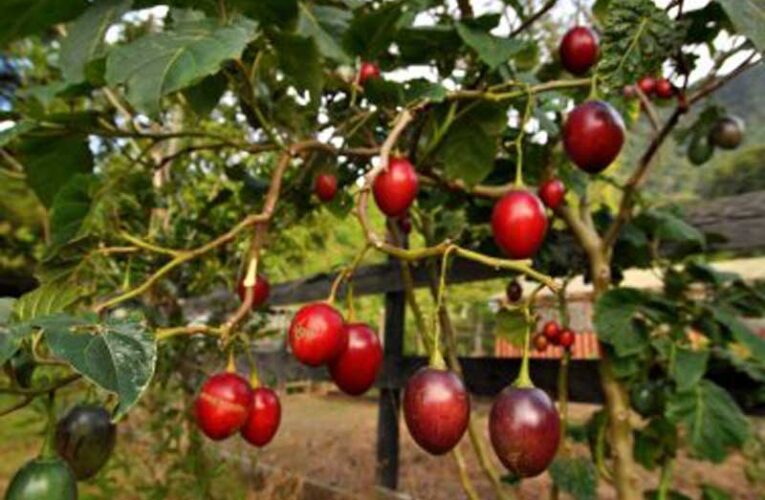 Tamarillo cultivation flourishes in India’s hilly regions