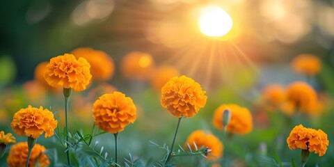 Marigold flower farmer