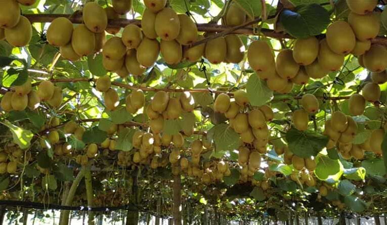 New Zealand’s horticulture exports set to break records