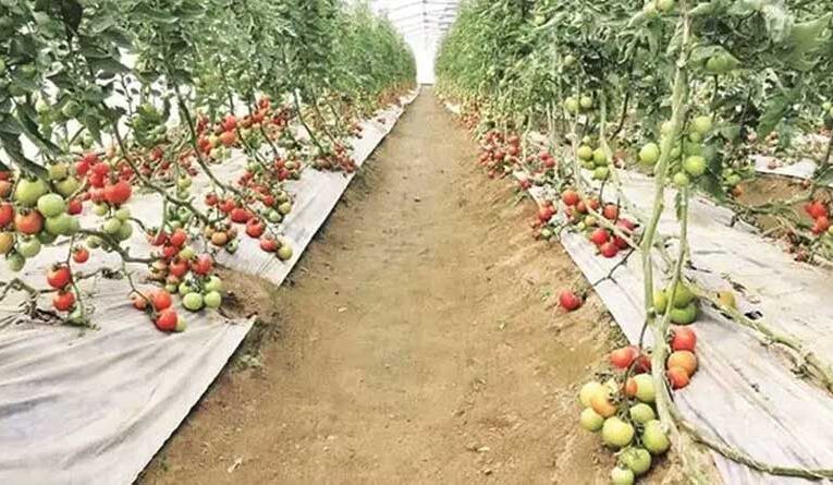 Horticulture gains momentum in Punjab with government subsidies