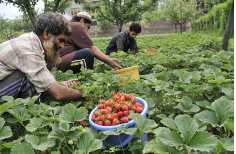 Rajasthan boosts horticulture with crop insurance