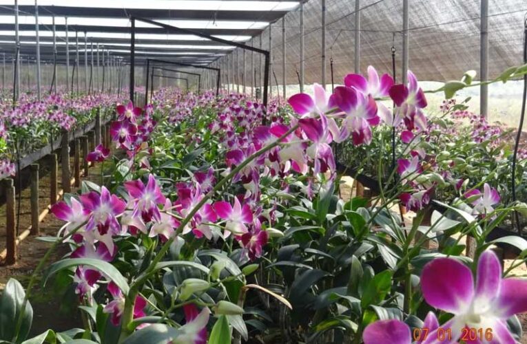 Tripura eyes economic growth through orchid farming