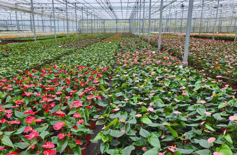 Farmers in Bihar’s Vaishali embrace anthurium farming