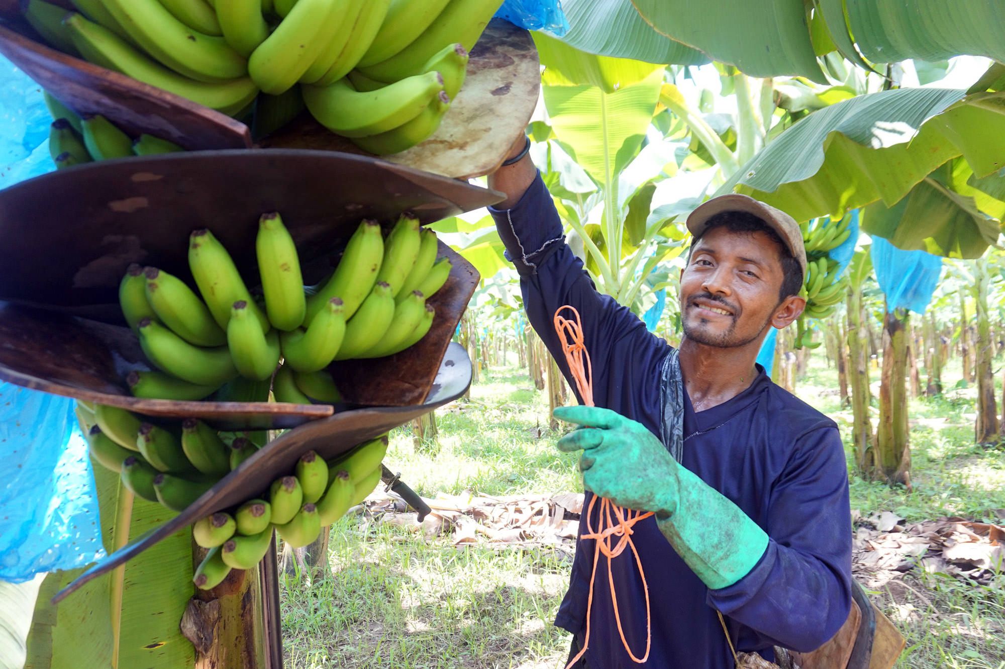 banana-farmer