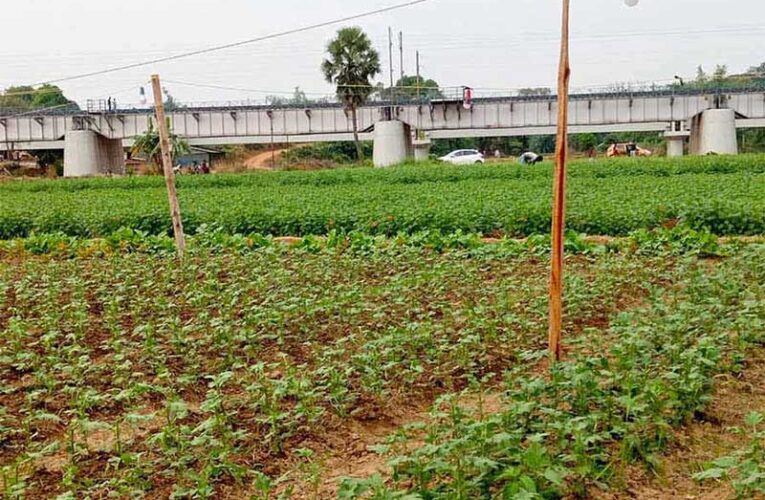 Tourists return empty-handed from flower fields in Panskura