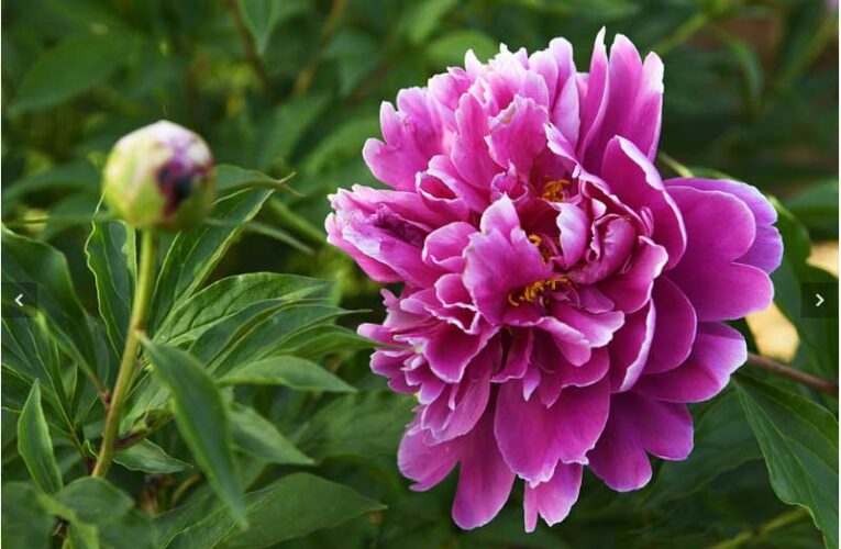 Chinese herbaceous peony: A plant beyond beauty