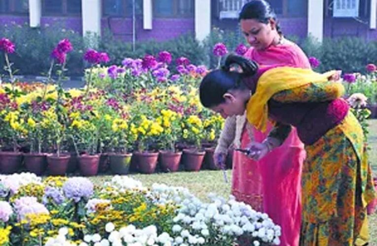 Two-day chrysanthemum show begins at Punjab Agricultural University