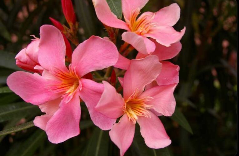 Oleander: Bloom in Hiroshima after 1945