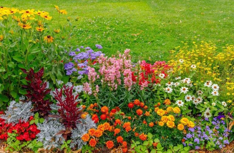  Brighten your gardens with different varieties of flowers