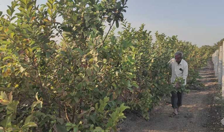 Horticulture changes Amreli farmers’ destiny