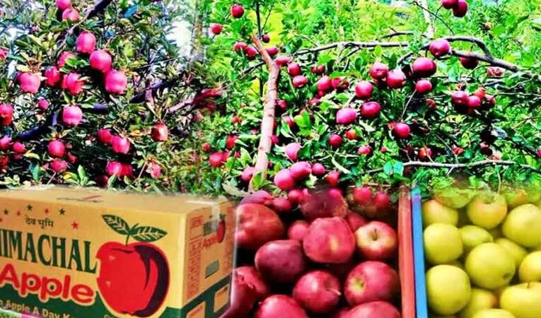 Himachal’s Mandi becomes fruit hub with high-quality crops