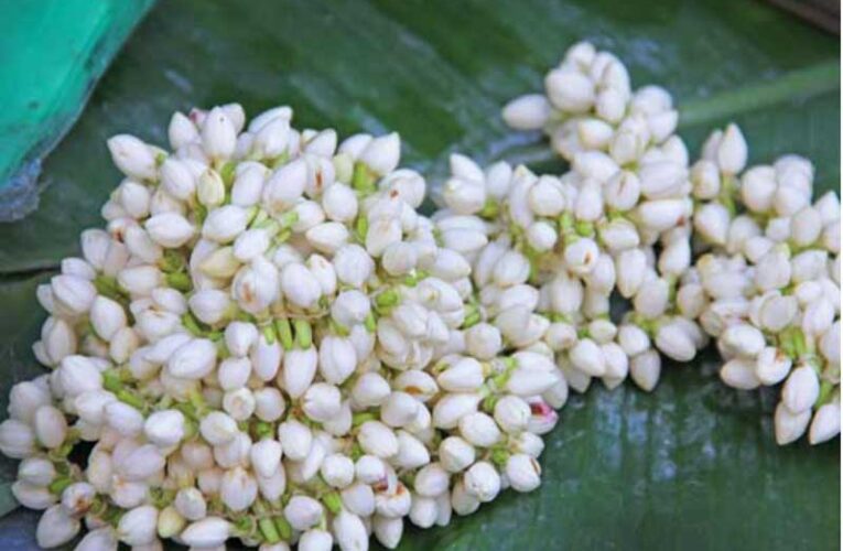 Flower prices soar in Tamil Nadu amid New Year celebrations