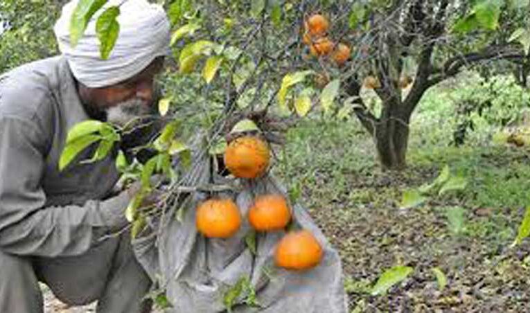 Punjab and Rajasthan farmers thrive with kinnow cultivation