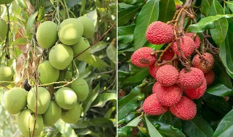 Weather change affects mangoes and litchis growth in winter