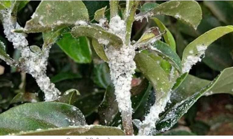 Mango growers face severe losses amid mealybug infestation