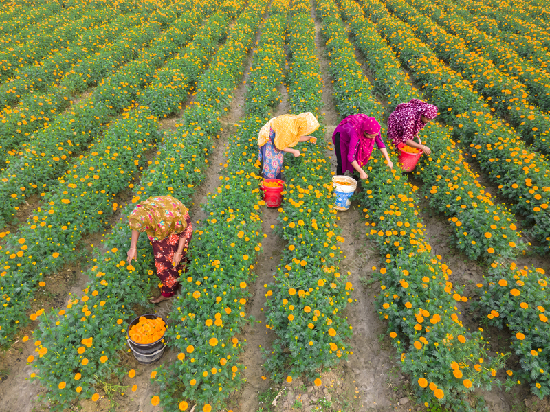 Marigold Farmers