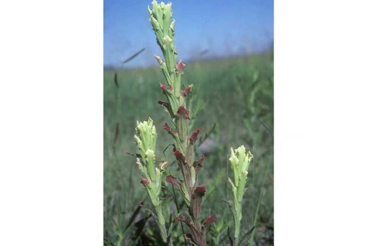 Climate change and overgrazing threaten rare desert flower