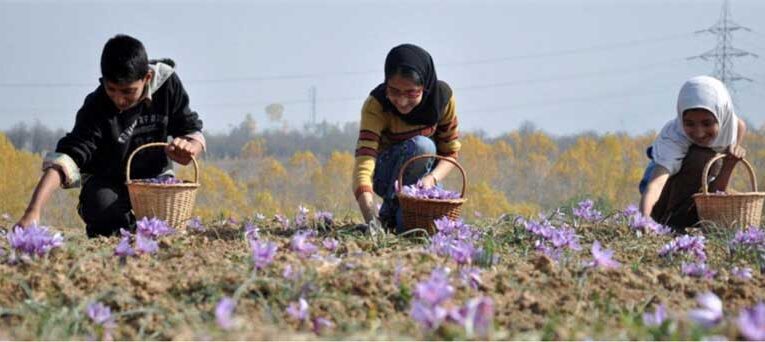 Saffron cultivation in Harsil Valley fails to bloom