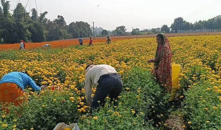 सिवनी के किसान गेंदे की खेती से कर रहे हैं मोटी कमाई