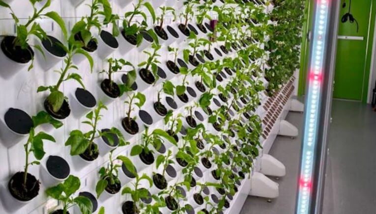 Vertical flower farming: A new solution for urban agriculture