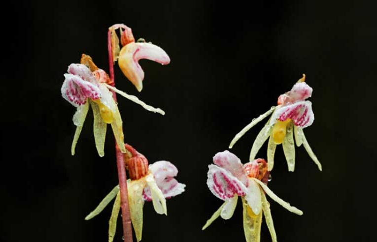 Ghost Orchid, England’s mysterious flower, appears after 15 years