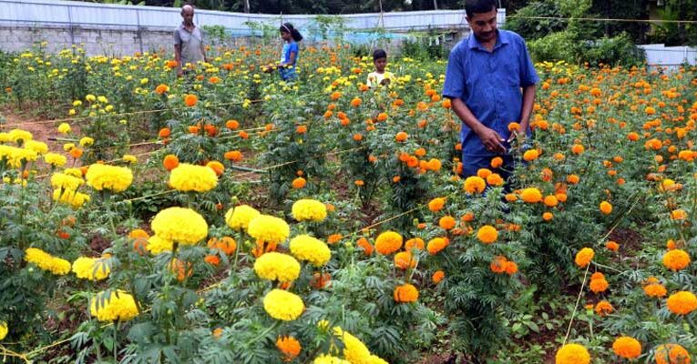 Gopi earns lakhs through marigold cultivation