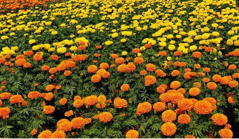 Mumbai gears up to host 28th Flower Show and Horticulture Workshop