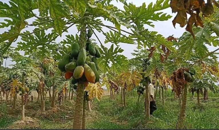 Horticulture subsidy boosts papaya farming in Motihari