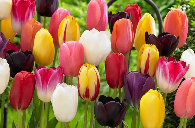 Asia’s largest tulip garden to open in Srinagar in March