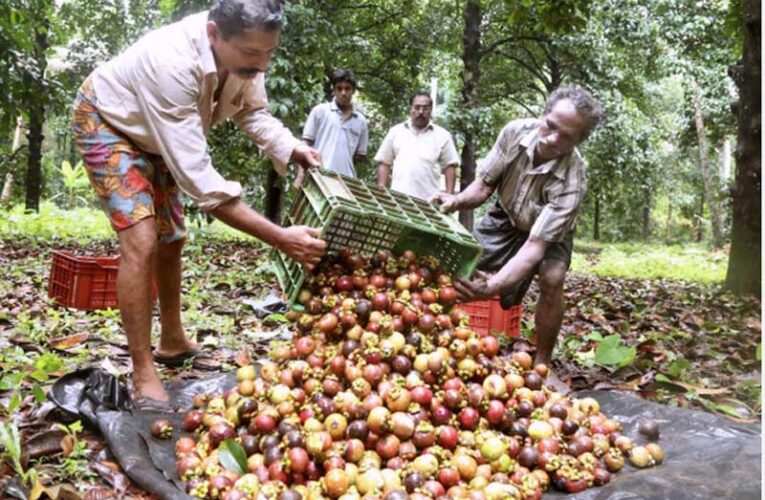 Mangosteen cultivation brings new openings for horticulture farmers