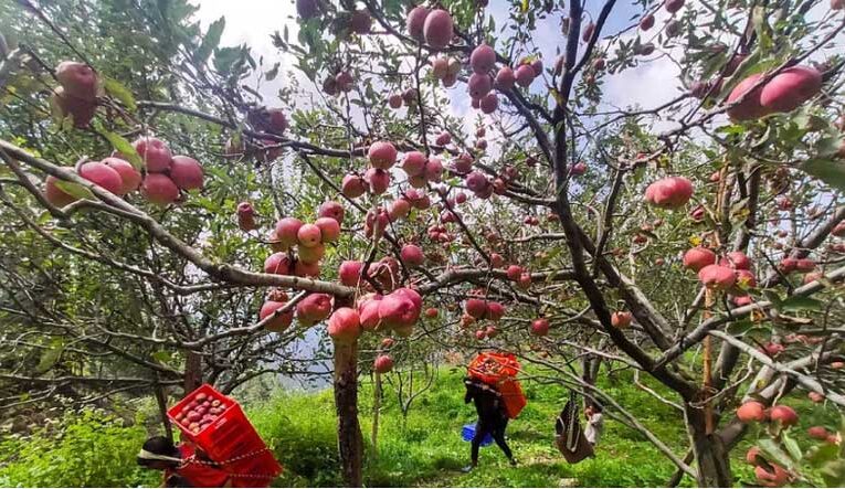 Horticulture Dept. offers 96,000 saplings to orchardists in kinnaur