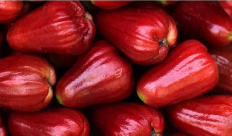 Malay rose apple: A hidden gem of tropical horticulture