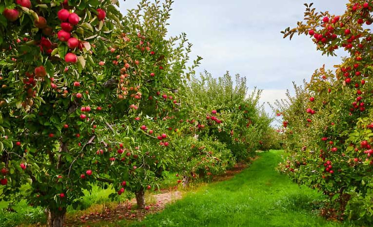 March: Ideal month for planting orchard trees