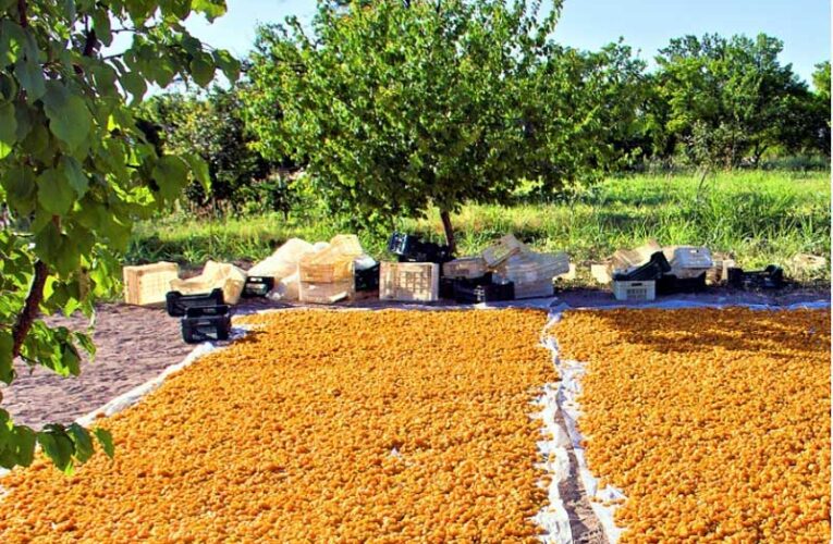 Apricot farming fetches better earnings for farmers