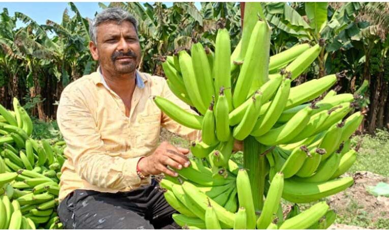 Dhirendra Kumar, pioneer of banana farming in India