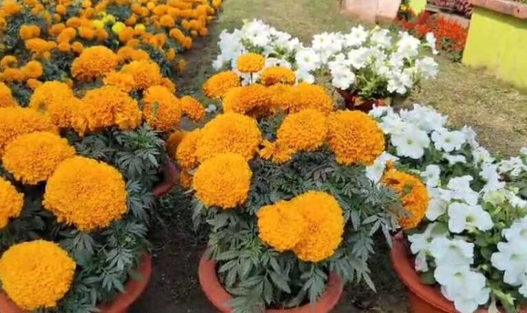 Bhilai gears up to host two-day flower festival