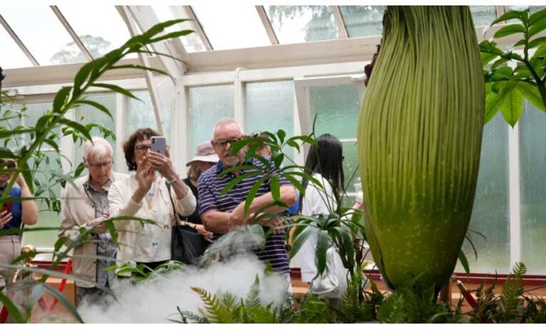 Sydney: Rare corpse flower blooms attract thousands