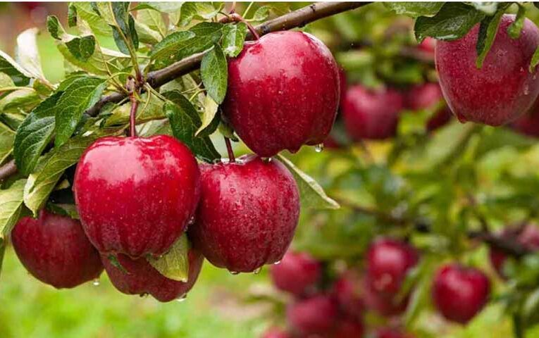 Insufficient chilling creates challenges for Himachal apple growers