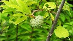 custard-apple-new