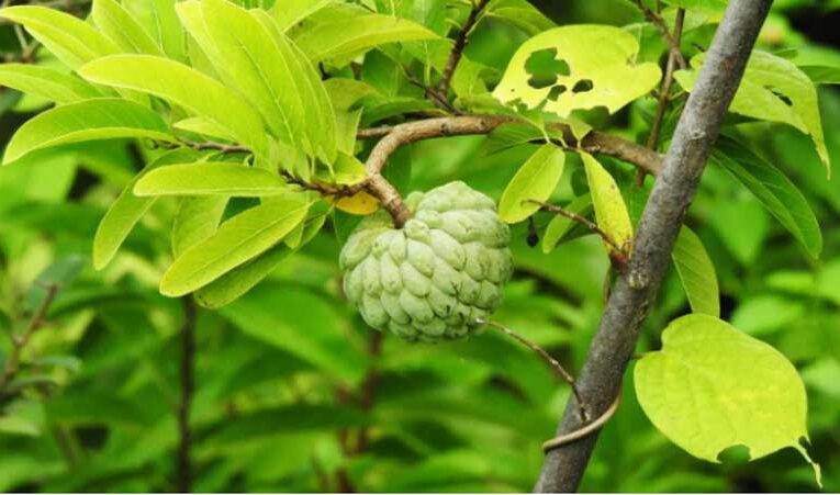 Custard apple turns game-changer for horticulture farmers