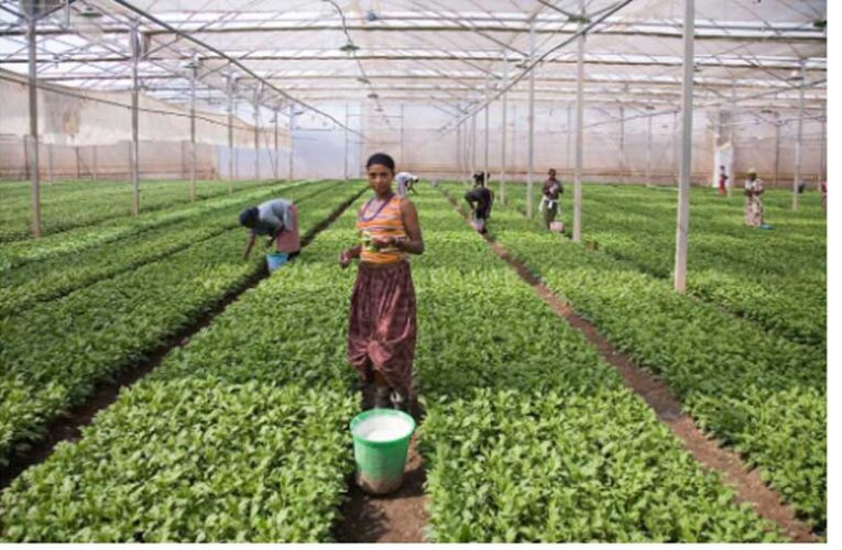 Ethiopia fetches $216 million from horticulture exports in five months