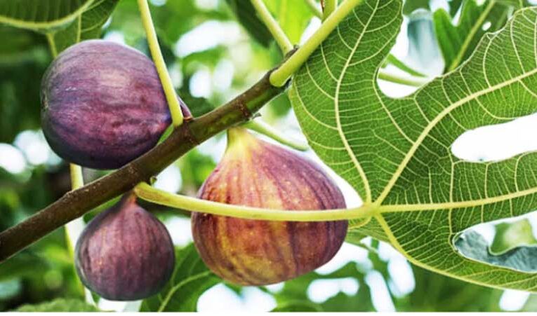 Fig cultivation: A profitable venture for Indian horticulture farmers 