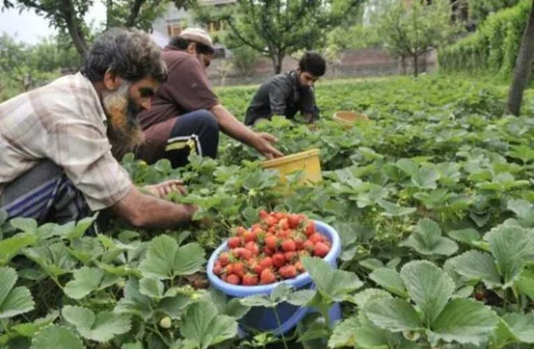 Haryana government provides subsidies to boost horticulture crops