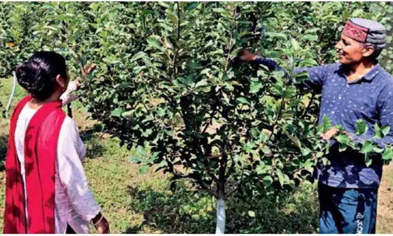 Himachal govt to provide subsidies to horticulture farmers in Una