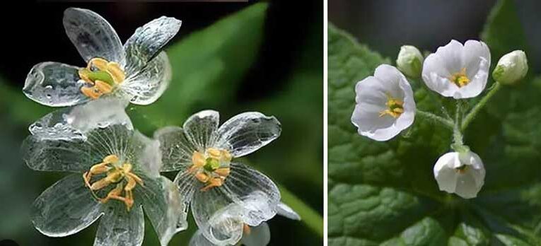 Nature’s miracle: Skeleton flower changes shape in rain