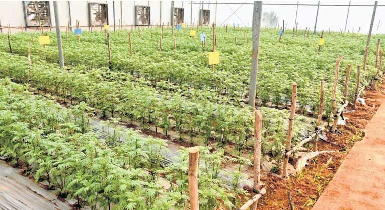  Kuppam Horticulture Hub: Gives new shape to Indian agriculture