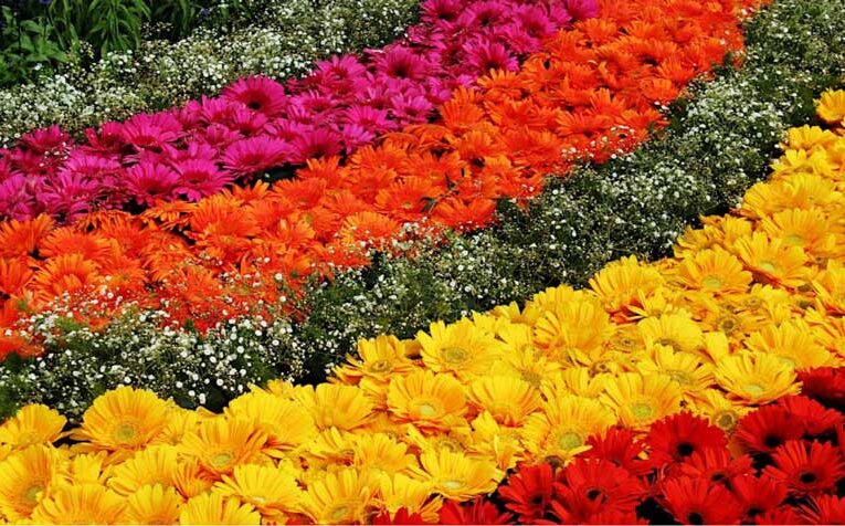 Horticulture Department gears up for Lalbagh flower show