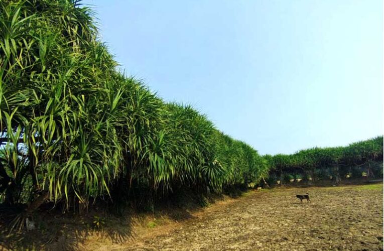 Screw pine flower production drops in Srikakulam; farmers face losses