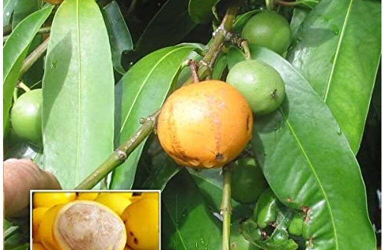 Yellow mangosteen: A tropical fruit with high market value