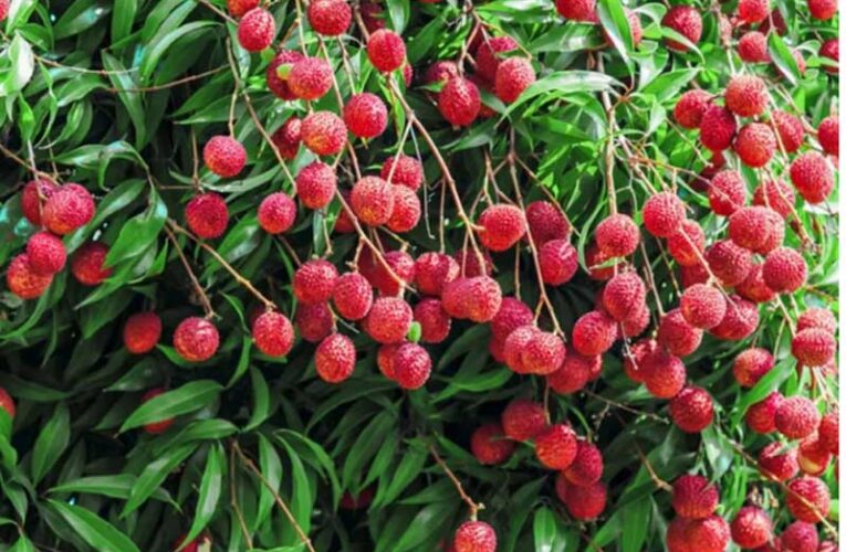 Guide for gardeners: Tips for better litchi production